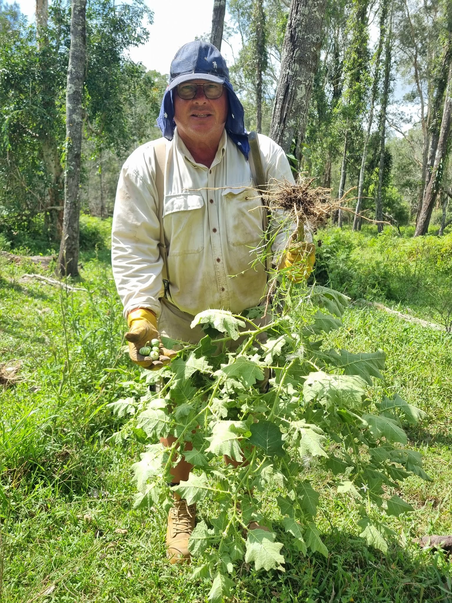 Troy renews call for action on Tropical Soda Apple